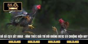 Đá gà cựa sắt 88aa – Hình thức giải trí đối kháng được ưa chuộng hiện nay