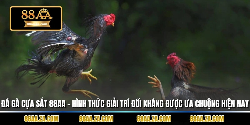 Đá gà cựa sắt 88aa – Hình thức giải trí đối kháng được ưa chuộng hiện nay