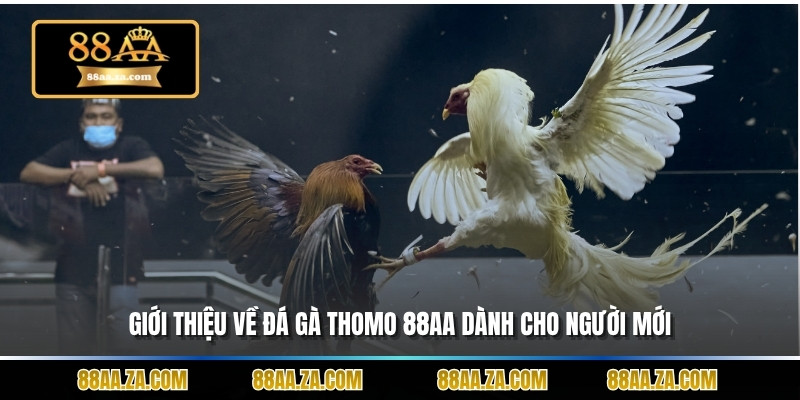 Giới thiệu về đá gà thomo 88aa dành cho người mới