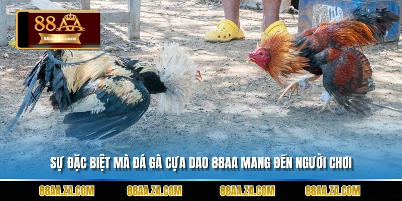 Sự đặc biệt mà đá gà cựa dao 88aa mang đến người chơi