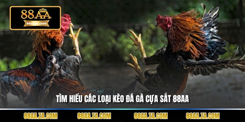 Tìm hiểu các loại kèo đá gà cựa sắt 88aa
